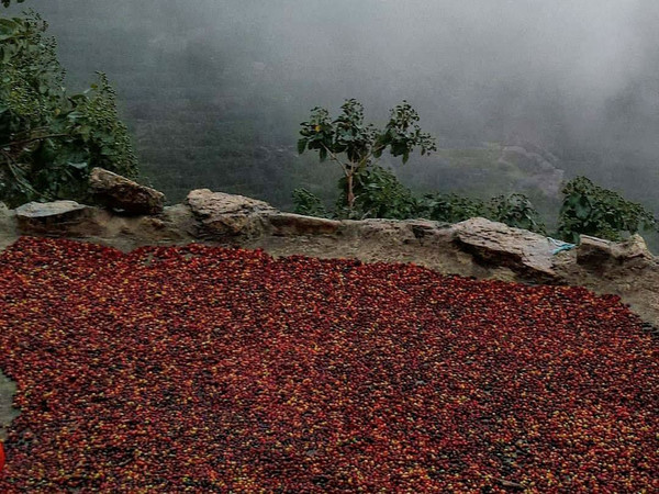 Introducing Yemen Mocca Hawari LTD Introducing Yemen Mocca Hawari LTD