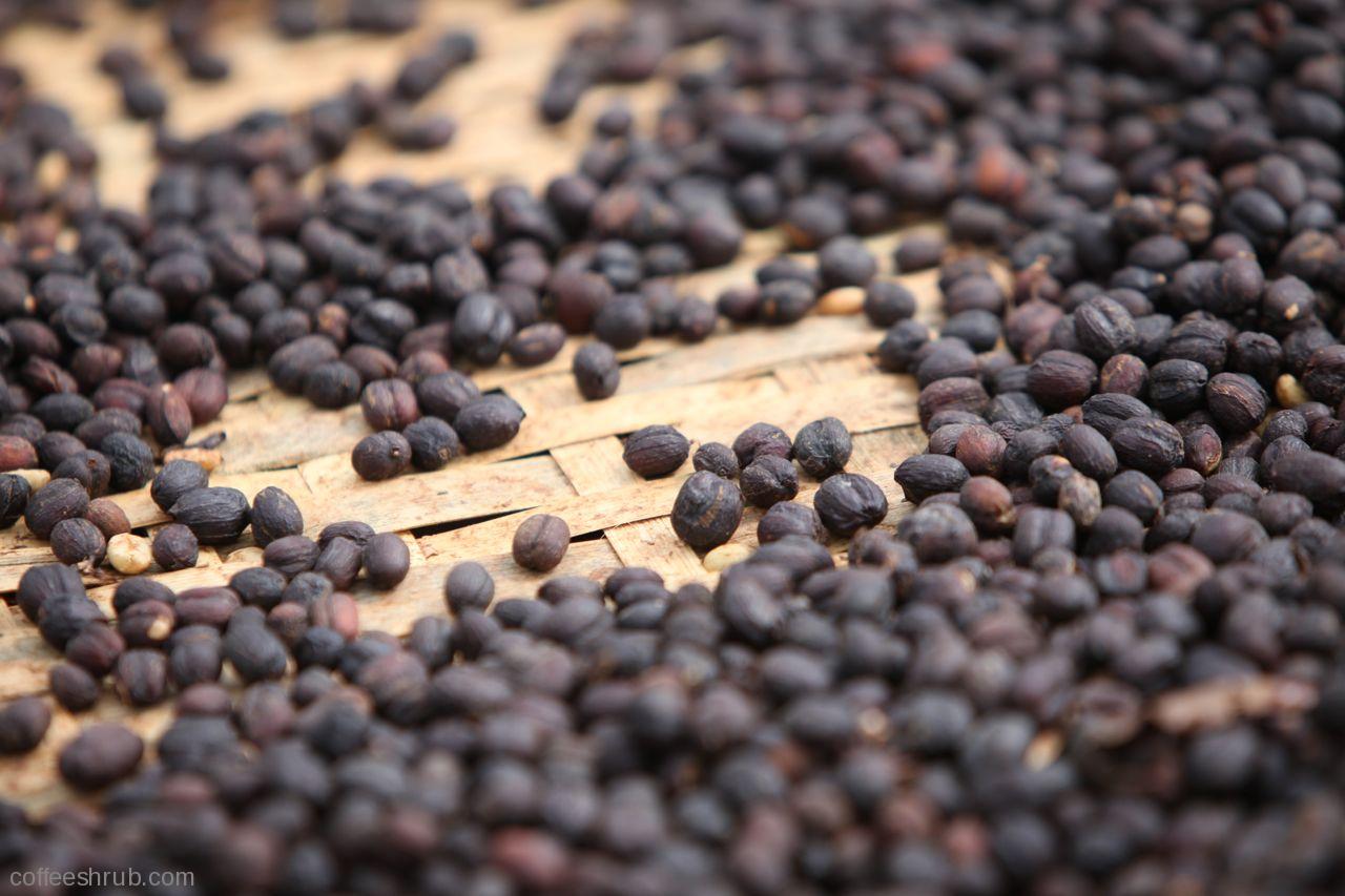 Midnight Kiss Natural French Roast hover