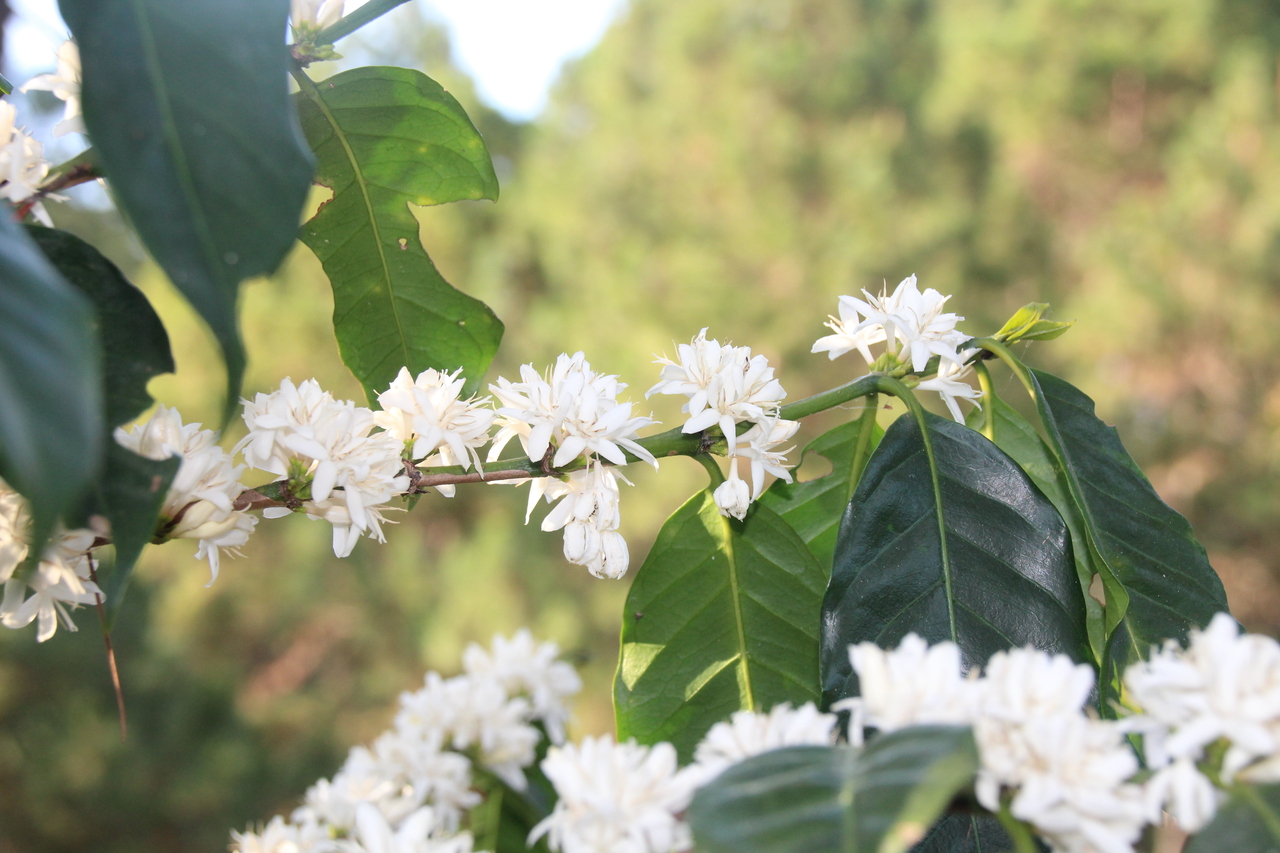 Brazil Espresso hover