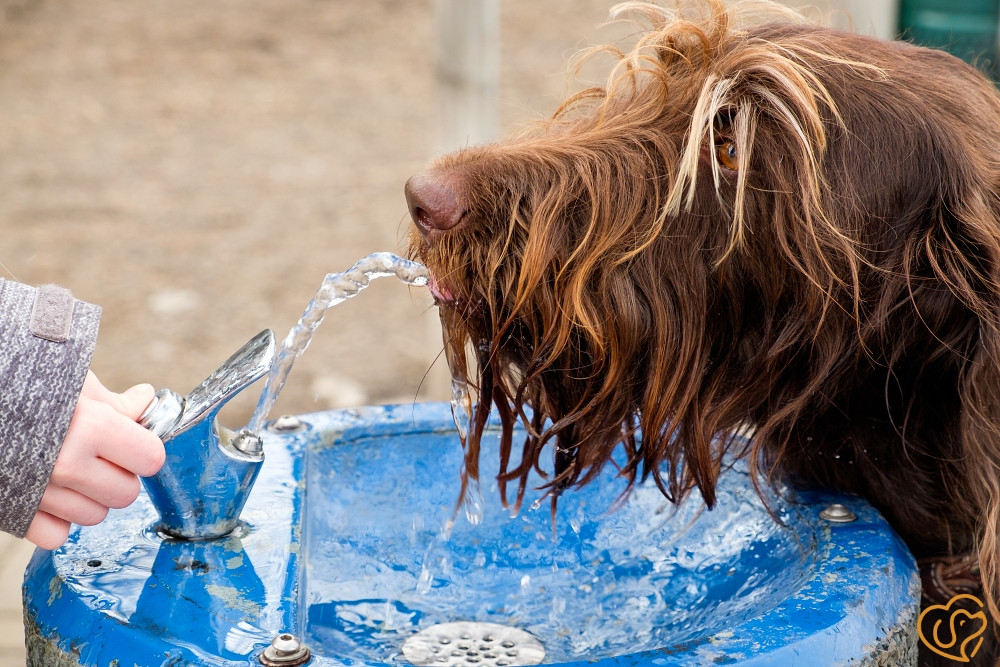 Water Tips For Your Dog's Health In The Hot Arizona Summer.