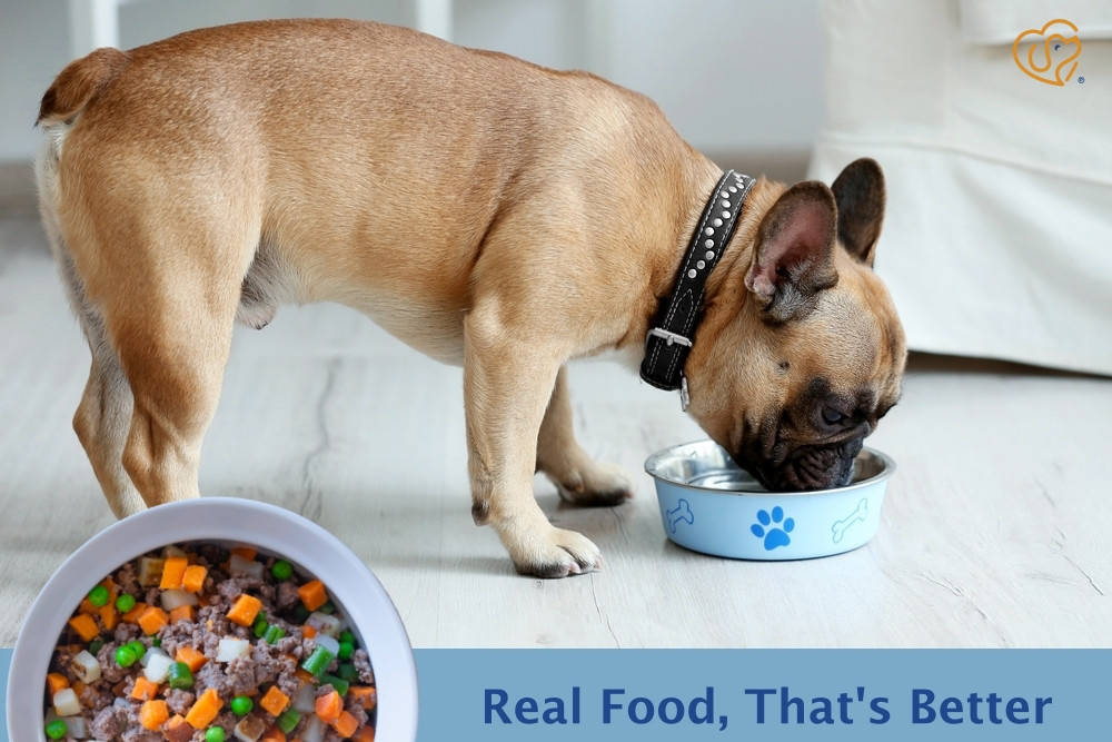 How To Avoid Dog Food Mistakes