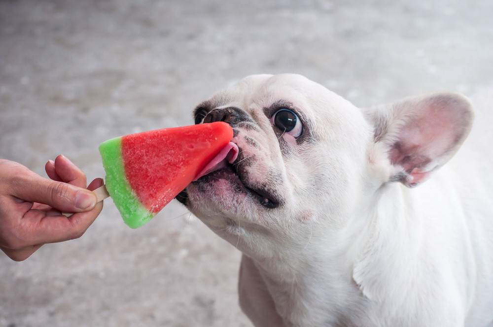 Fido's Frozen Fruit Pupsicle Recipe