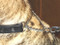 Wide Leather Martingale Collar Shown with Medium Chrome Chain