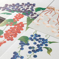 Midori Kami letter writing set - Four Designs Winter Fruit