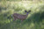 Deer in Meadow - #88