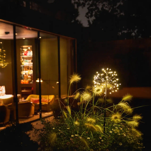 Mini Dandelion - Brown in the garden.