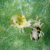 Predatory Mites