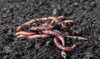 Mother Earth Worm Castings (1 cubic foot bags) in Bulk (713325) UPC 20849969004742 (3)