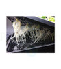 PsyCloner 24 Site Deep Water Culture Cloner (670032) UPC 4646003857980 (3)