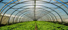 Greenhouse Film Clear 6 millimeter UV (24 feet X 100 feet) in Bulk (642024) UPC 850027863016 (2)
