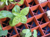 Grodan Gro-Smart Tray with 78-Cells, Terracotta (25 trays) (3)