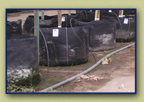 10 Gallon Smart Pot with handles black in Bulk (724725) UPC 80674344140102