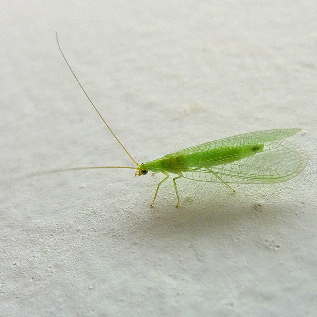 Green Lacewings