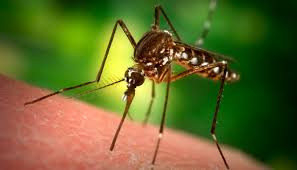 Summit Chemical Quick Kill Mosquito Bits, 30 oz (case of 6) in bulk (MSD1176) UPC 018506001179 (2)