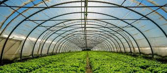 Greenhouse Film Clear 6 millimeter UV (48 feet X 100 feet) in Bulk (642048) UPC 850027863047 (2)