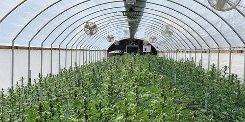 Green-Tek 6 Millimeter Greenhouse Clear Film (44 feet x 120 feet) in bulk (GT6M-16) (1)