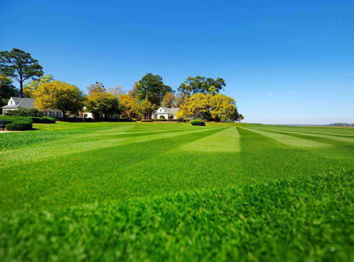 Hancock Seed Co. Common Bermuda Grass Seed, Raw & Hulled (50 pound bags) in Bulk (2)