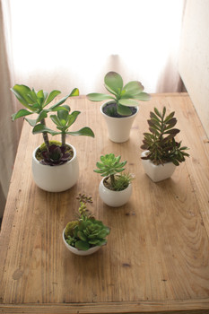 SET OF 5 ARTIFICIAL SUCCULENTS W WHITE CERAMIC POTS