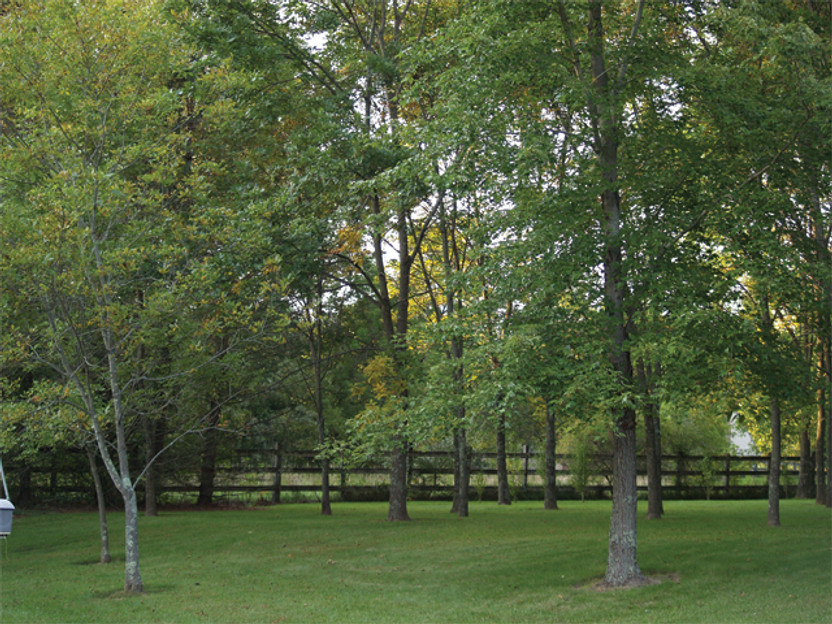 There's Gold In Them Thar Trees There's Gold In Them Thar Trees