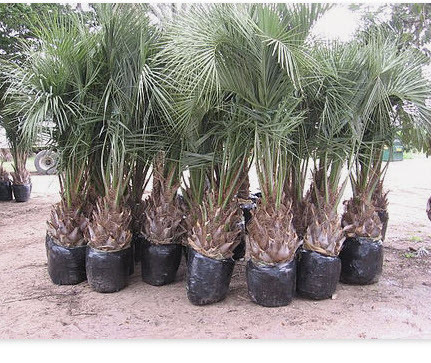 Pindo Palm Hutto Discount Palms