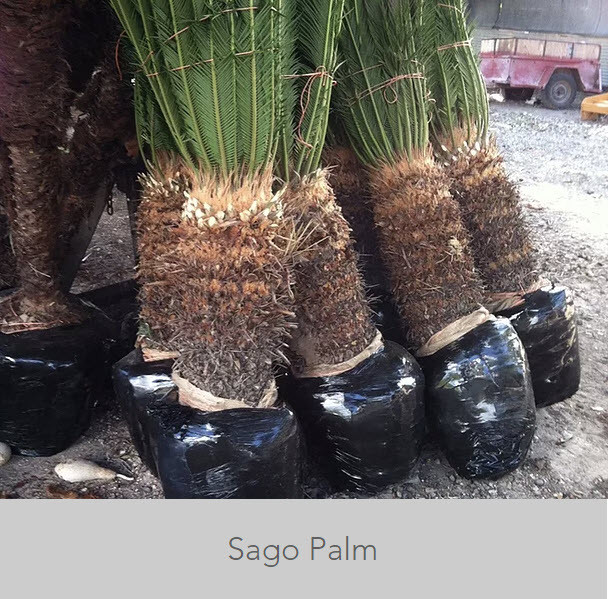 ponytail palm tree plant Buy Palm Ponytail Plant