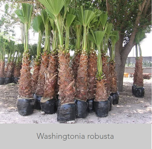 Washingtonian Mexican Fan ( Robusta) Palm