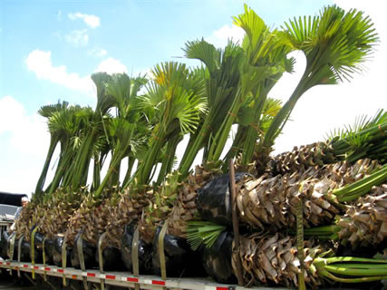 Texas Sabal Palm