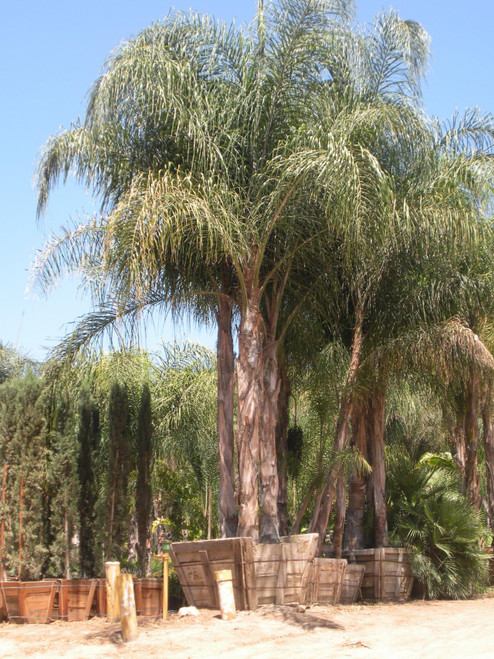 Texas Queen Palm