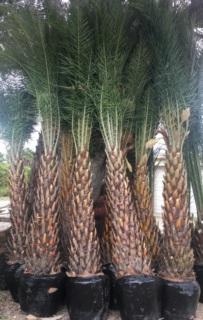 Sylvester-Silver Date Palm Tree (Diamond Cut Option)