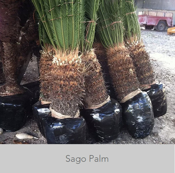 Sago Palm