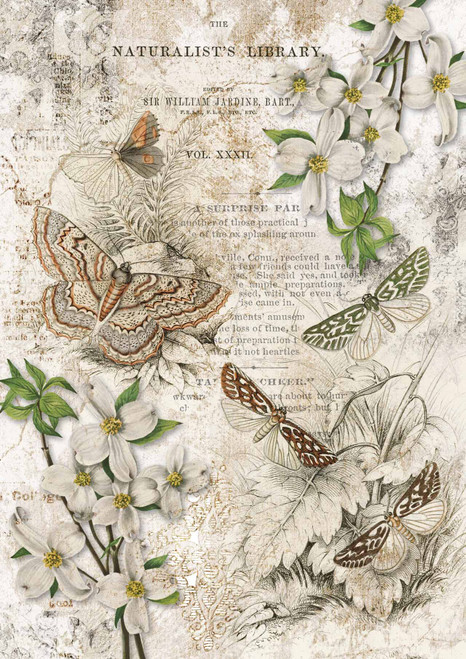 Decoupage Queen Naturalist Library A4 Rice Paper