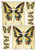 Paper Designs Fairies 0040 A4 Decoupage Rice Paper