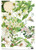 Calambour DGR 308 White Floral A3 Plus Rice Paper