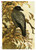 Paper Designs 0120 Hoytema Black Raven A4 Decoupage Rice Paper