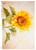 Paper Designs Solo Sunflower A4 Rice Paper