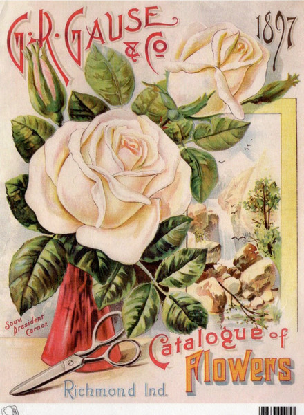 Calambour GR Gause & Co 1897 White Rose Catalog A4 Rice Paper