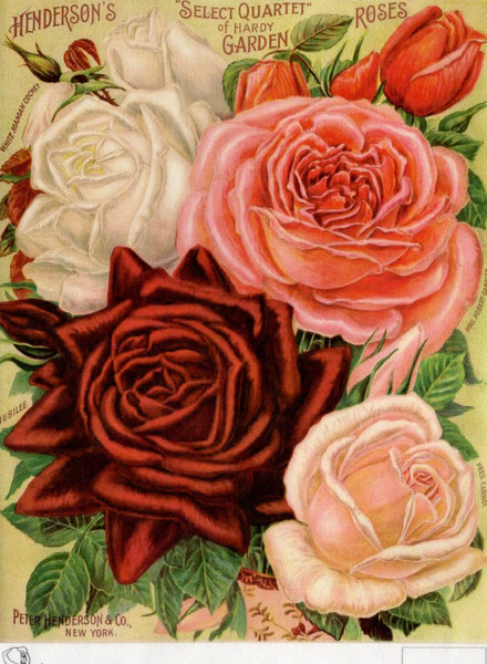 Calambour Henderson's Select Quartet of Roses A4 Rice Paper