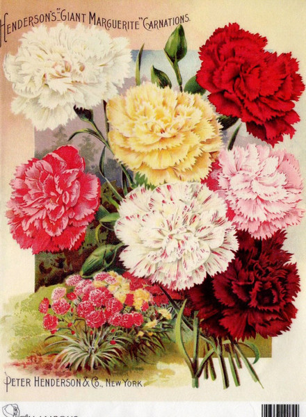 Calambour Henderson's Giant Marguerite Carnations A4 Rice Paper