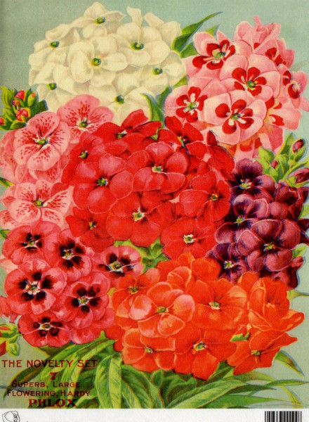 Calambour The Novelty Set Large Flowrint Hardy Phlox A4 Rice Paper
