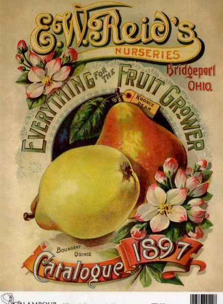 Calambour EW Reid's Nurseriew Koonce Pear 1897 A4 Rice Paper