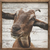 Friendly Goat Face Closeup - Wood Framed Art - Multiple Sizes