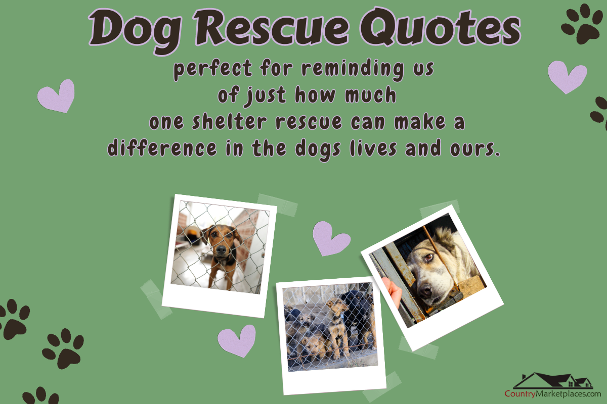 animal rescue quotes