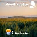 Isola Bio Organic Rice & Hazelnut Drink 1Ltr (Pack Of 6)