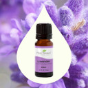 Plant Therapy Lavender Essential Oil 100% Pure, Undiluted, Therapeutic Grade, Aromatherapy Diffuser For Relaxation And Body Care, Healthy Skin And Hair, 10 Ml (1/3 Oz)