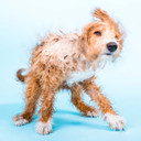 Ethique Bow Wow Bar Nourishing Solid Dog Shampoo For Dogs - Plastic-Free, Vegan, Cruelty-Free, Eco-Friendly, 3.88 Oz (Pack Of 1)
