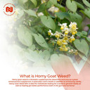 Nootropics Depot Horny Goat Weed Capsules | 200Mg | 30 Count | Minimum 50% Icariin | Epimedium Brevicornum