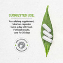 Secrets Of The Tribe Lemon Balm 60 Capsules, 1000 Mg, Lemon Balm (Melissa Officinalis) Dried Leaf (60 Capsules)