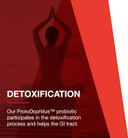 Protocol Proto Dophilus 25 Billion 10 Strains - Supports Digestive Gut Health, Immune System & Detox* - Dairy, Wheat, Soy & Gluten Free - Vegan & Nut Free - 50 Veg Capsules