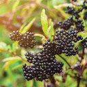 Natures Answer Sambucus Syrup Elderberry Kids Formula, 8 Ounce | Natural Immune Booster | Taste That Kids Love | Flu Season Support | Packed With Antioxidants