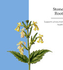 Eclectic Institute Stone Root O 2 Ounce